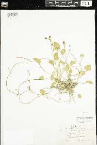 Ranunculus cymbalaria image