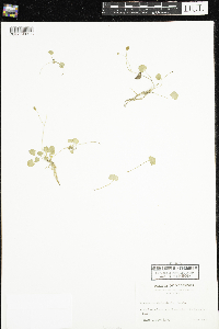 Ranunculus cymbalaria image