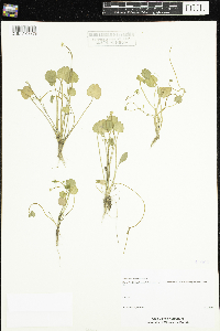 Ranunculus cymbalaria image