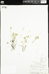 Ranunculus cymbalaria image