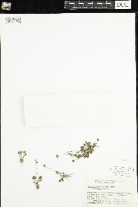 Ranunculus cymbalaria image