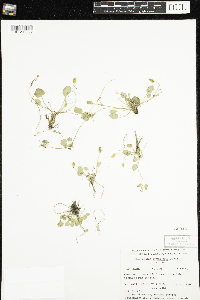 Ranunculus cymbalaria image