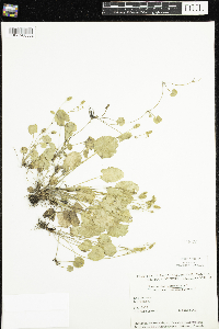 Ranunculus cymbalaria image