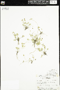 Ranunculus cymbalaria image