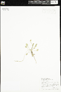 Ranunculus cymbalaria image
