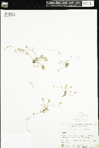 Ranunculus cymbalaria image