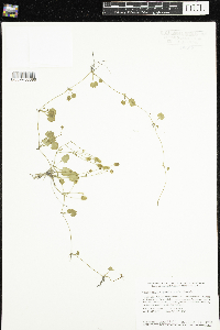 Ranunculus cymbalaria image