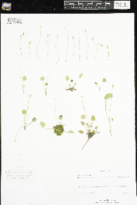 Ranunculus cymbalaria image