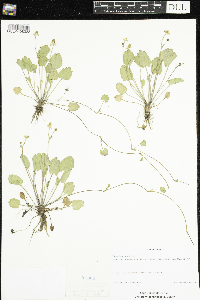 Ranunculus cymbalaria image