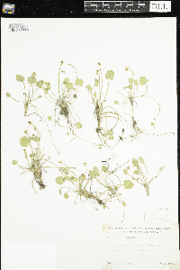 Ranunculus cymbalaria image