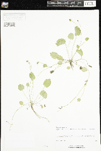 Ranunculus cymbalaria image