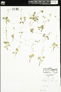 Ranunculus cymbalaria image