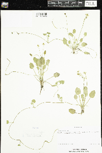 Ranunculus cymbalaria image