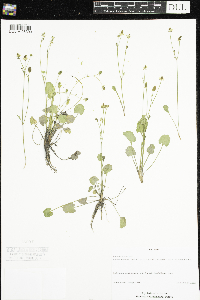 Ranunculus cymbalaria image
