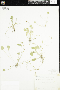 Ranunculus cymbalaria image