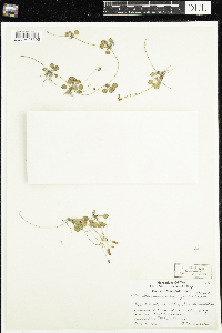 Ranunculus cymbalaria image