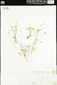 Ranunculus cymbalaria image