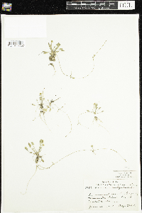 Ranunculus cymbalaria image