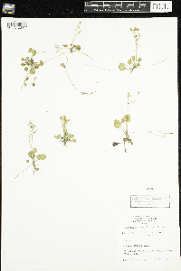 Ranunculus cymbalaria image