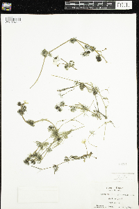 Ranunculus aquatilis image