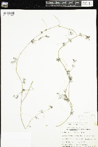 Ranunculus aquatilis var. diffusus image