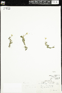 Ranunculus aquatilis var. diffusus image
