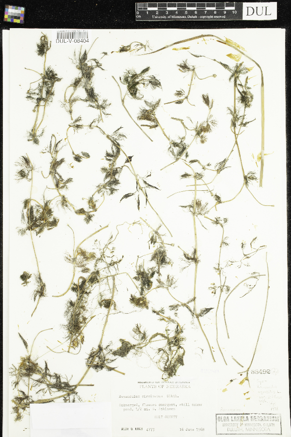 Ranunculus aquatilis var. diffusus image