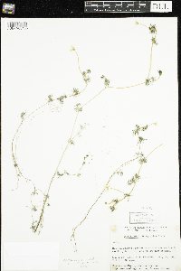 Ranunculus aquatilis var. diffusus image