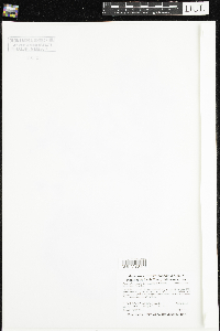 Ranunculus aquatilis var. diffusus image