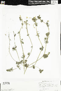 Ranunculus aquatilis var. diffusus image