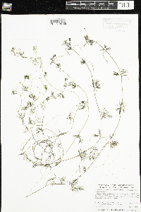 Ranunculus aquatilis var. diffusus image