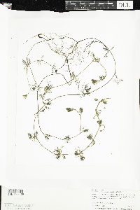 Ranunculus aquatilis var. diffusus image