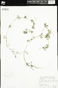 Ranunculus aquatilis var. diffusus image