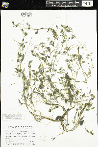 Ranunculus aquatilis var. diffusus image