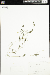 Ranunculus aquatilis image