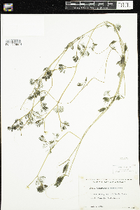 Ranunculus aquatilis image