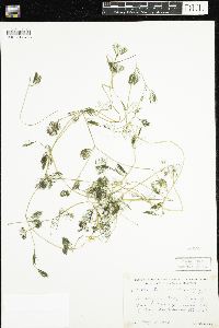 Ranunculus aquatilis image