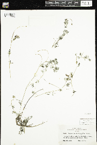 Ranunculus aquatilis var. diffusus image