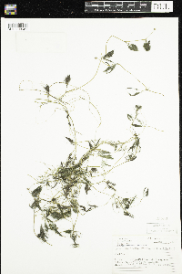 Ranunculus aquatilis var. diffusus image