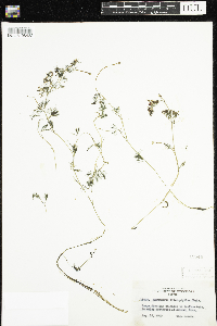 Ranunculus aquatilis var. diffusus image