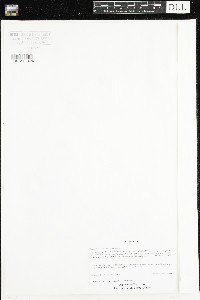 Ranunculus aquatilis var. diffusus image