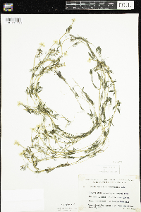Ranunculus aquatilis image