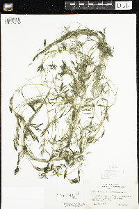 Ranunculus aquatilis image