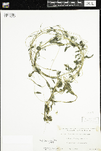 Ranunculus aquatilis image