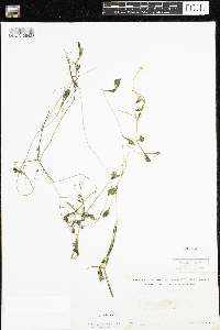 Ranunculus aquatilis image