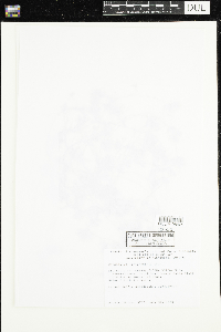 Ranunculus aquatilis image