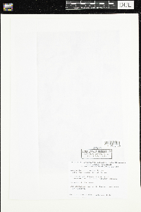 Ranunculus aquatilis var. diffusus image