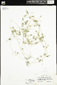 Ranunculus aquatilis var. diffusus image