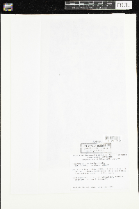 Ranunculus aquatilis var. diffusus image