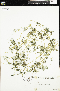 Ranunculus aquatilis var. diffusus image
